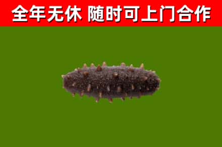 怀仁回收海参干